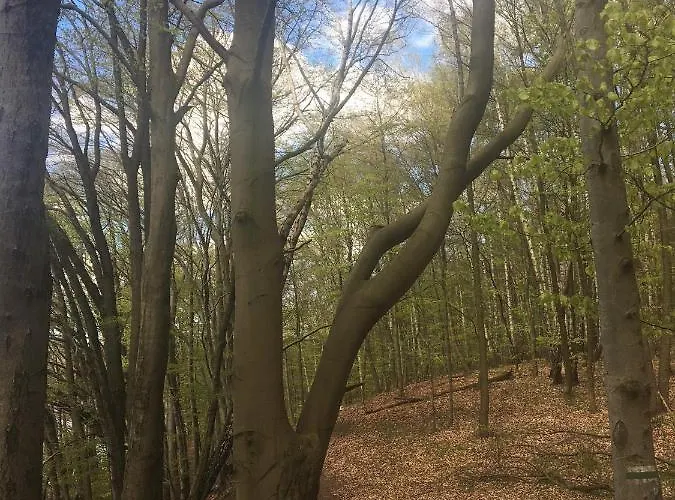 Pod Kasztanami - Bialy